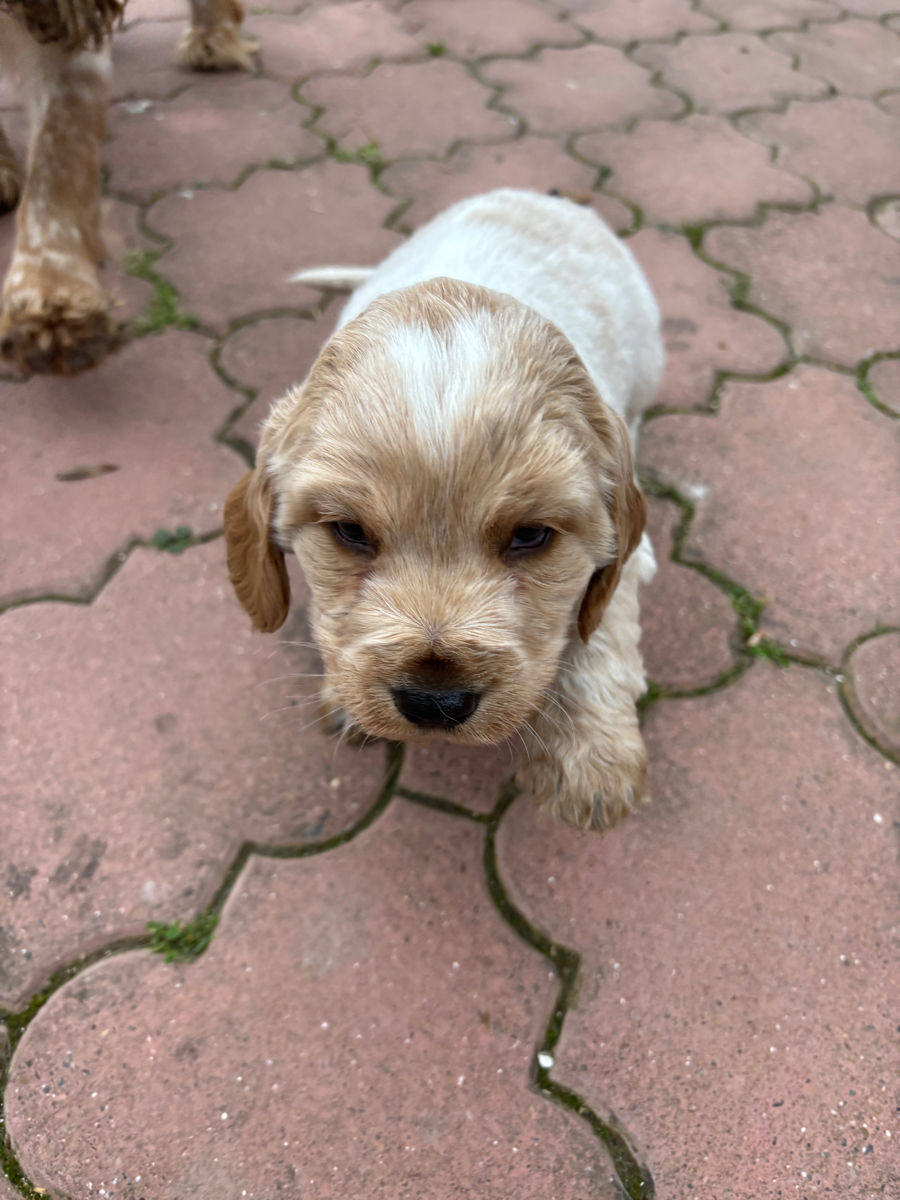 Cățeluși de Cocker Spaniel foto 1