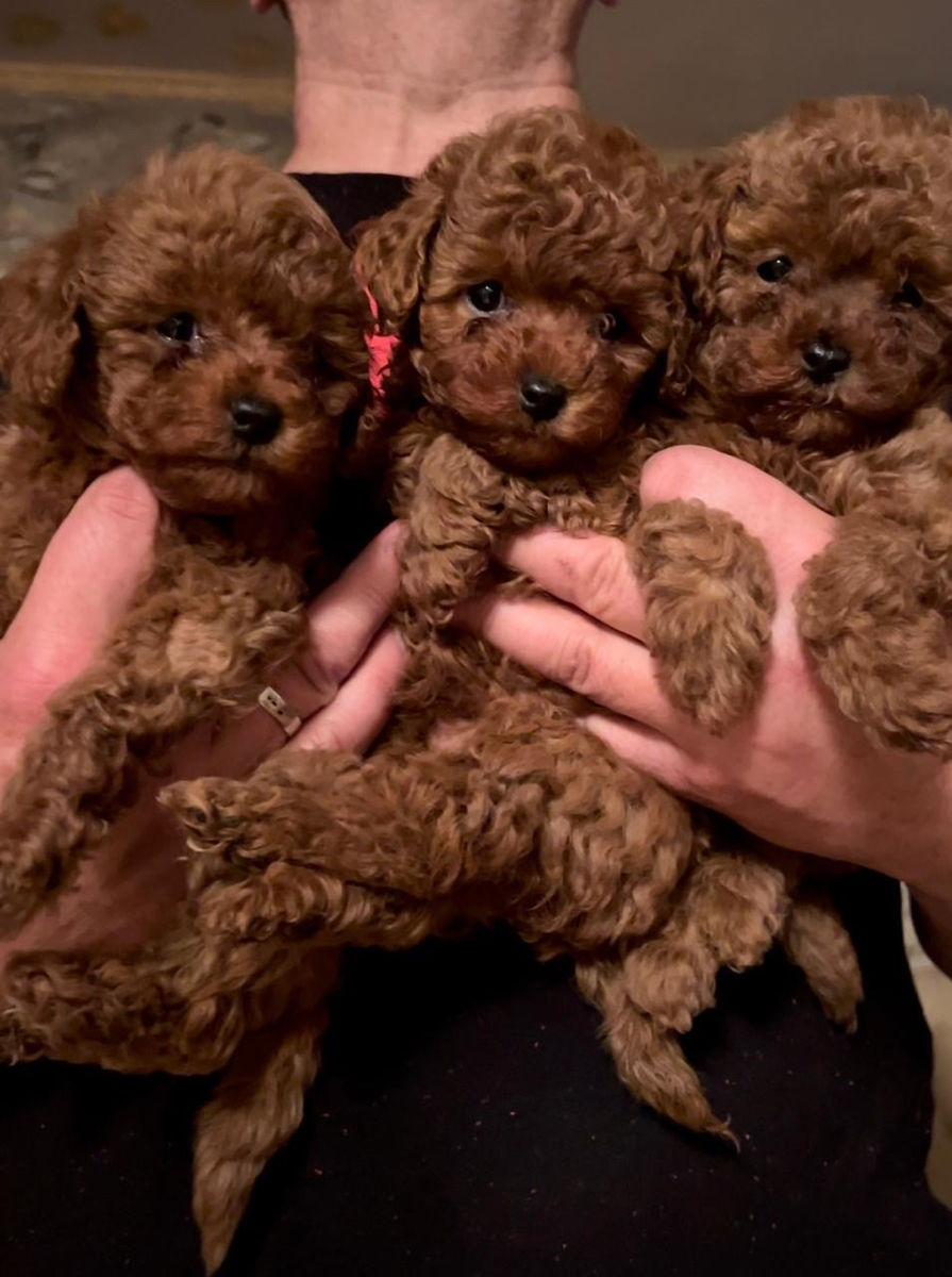 Toy poodle (pudel) foto 0