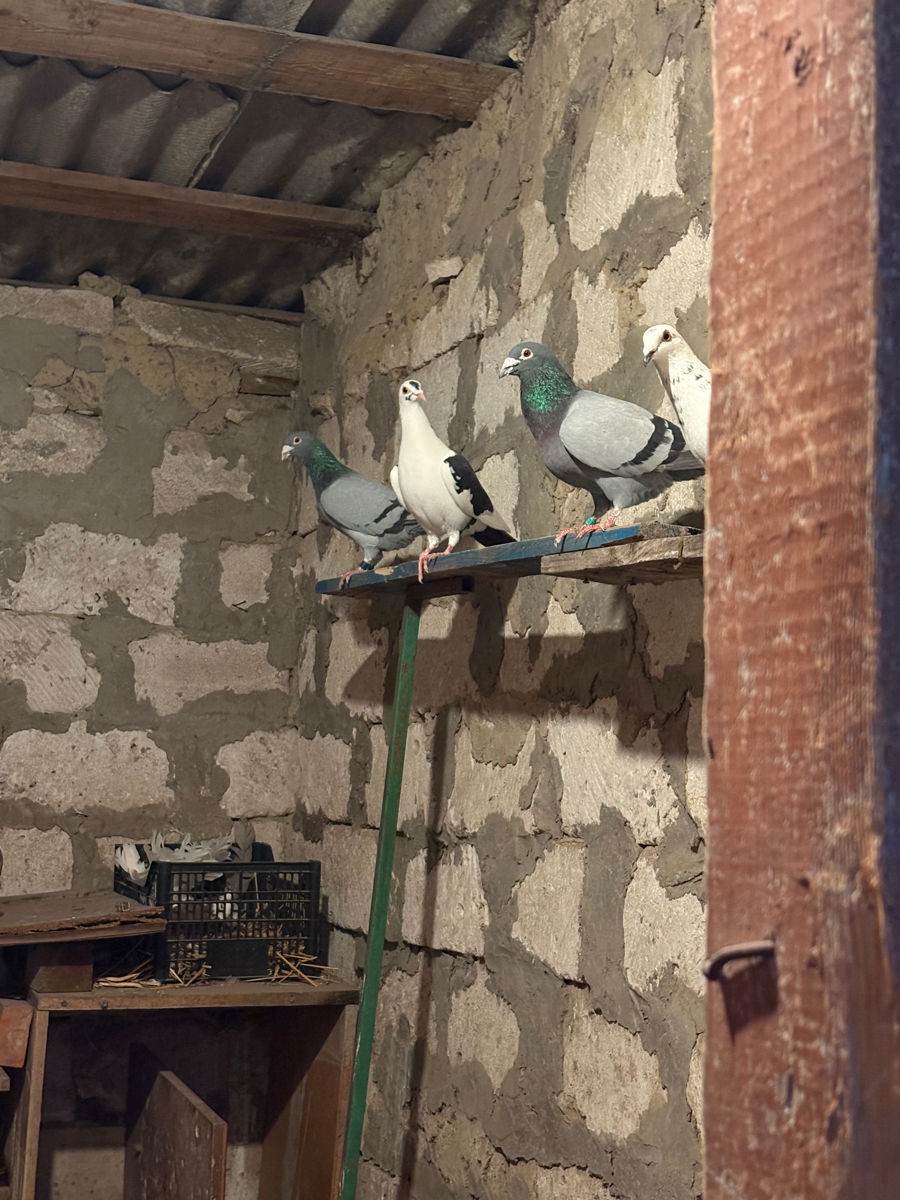 Porumbei voiajori și dragoni foto 5