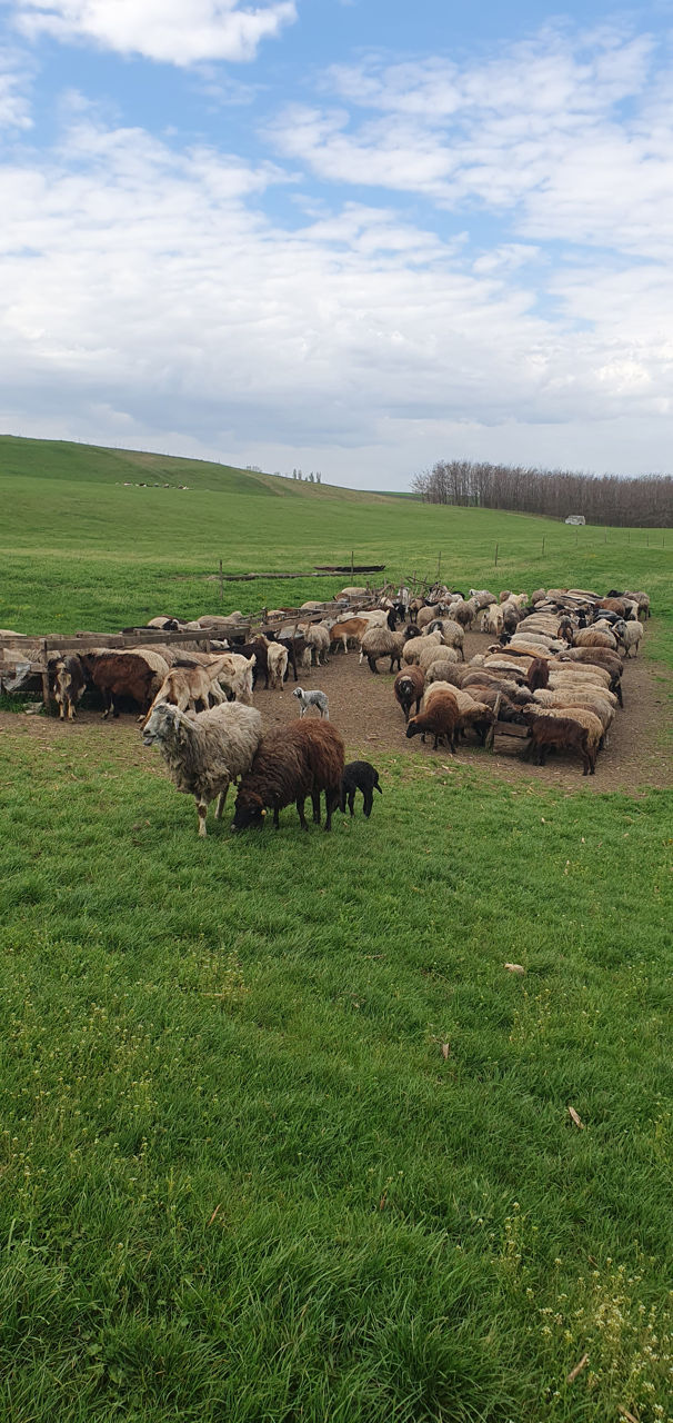 Ovine  фото 3