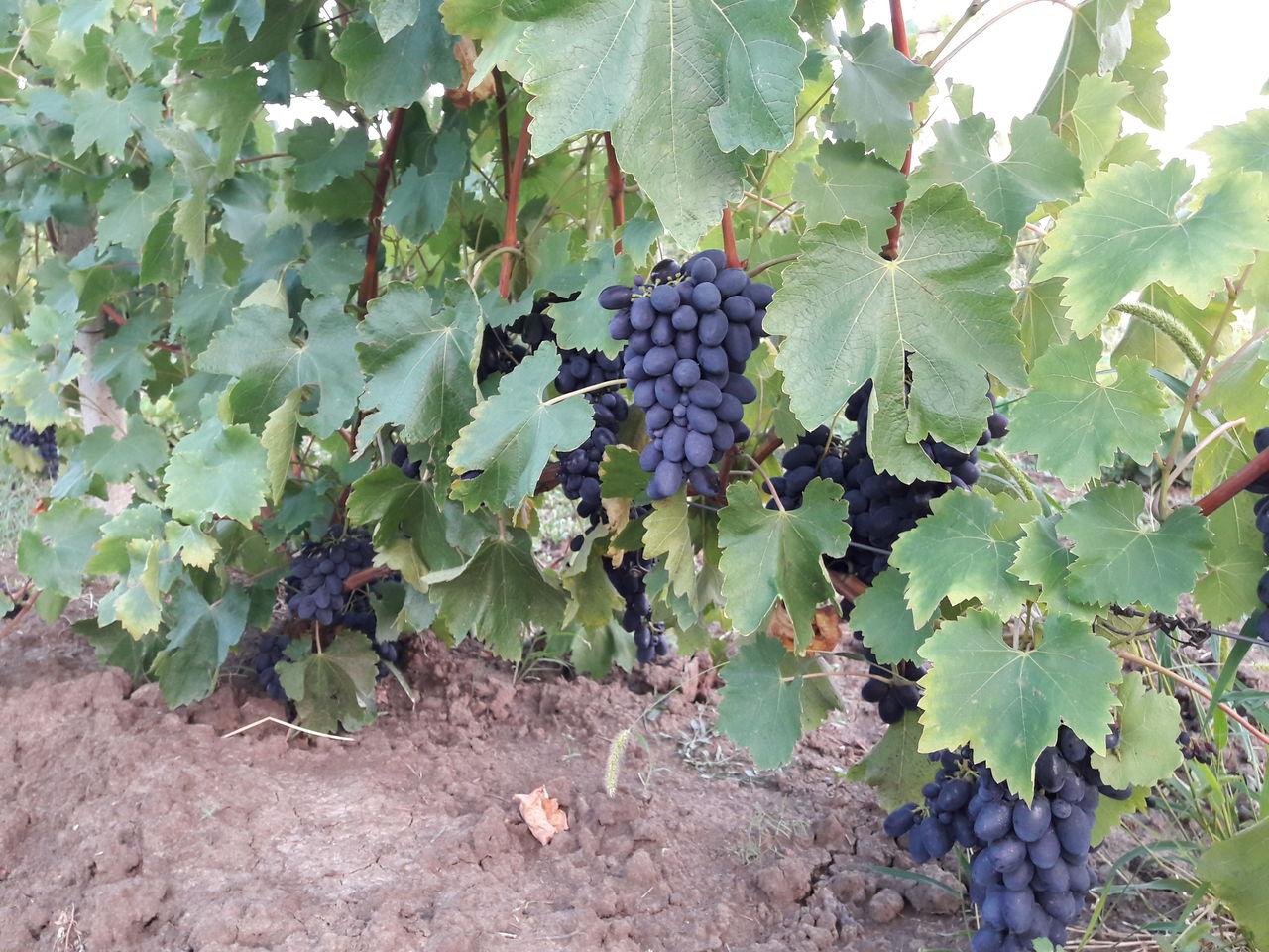 виноград кодрянка характеристика и описание сорта фото