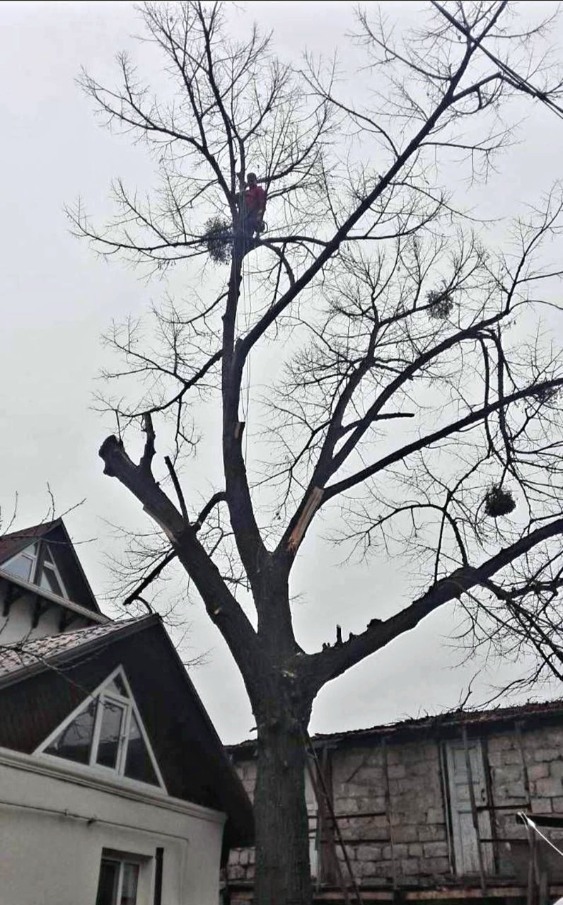 Пилим деревья Doborîm arbori periculoși foto 6