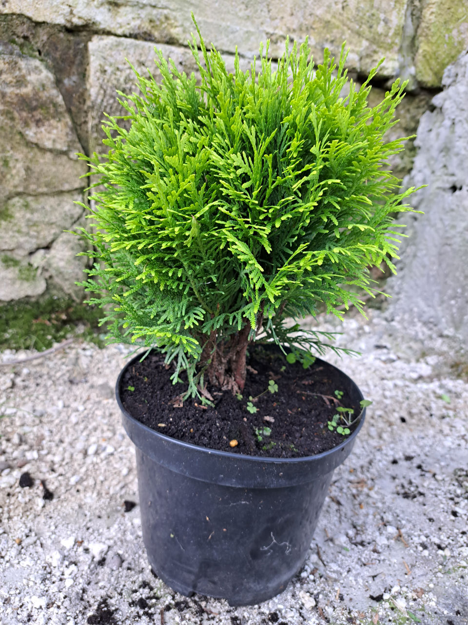 Thuja occidentalis foto 6