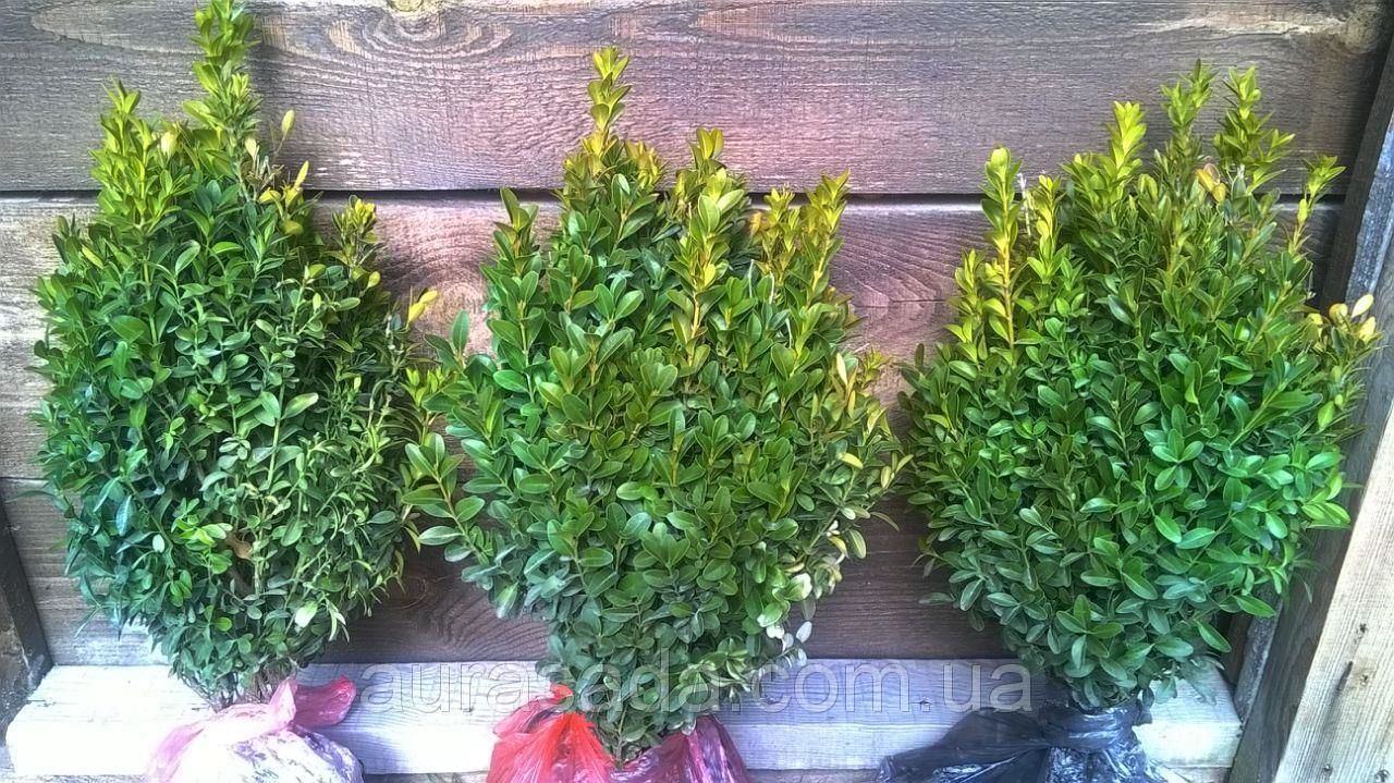 Как реанимировать самшит. Вредители самшита фото с названиями. Стрижка кустов. Формы обрезки самшита. Болезни самшита.