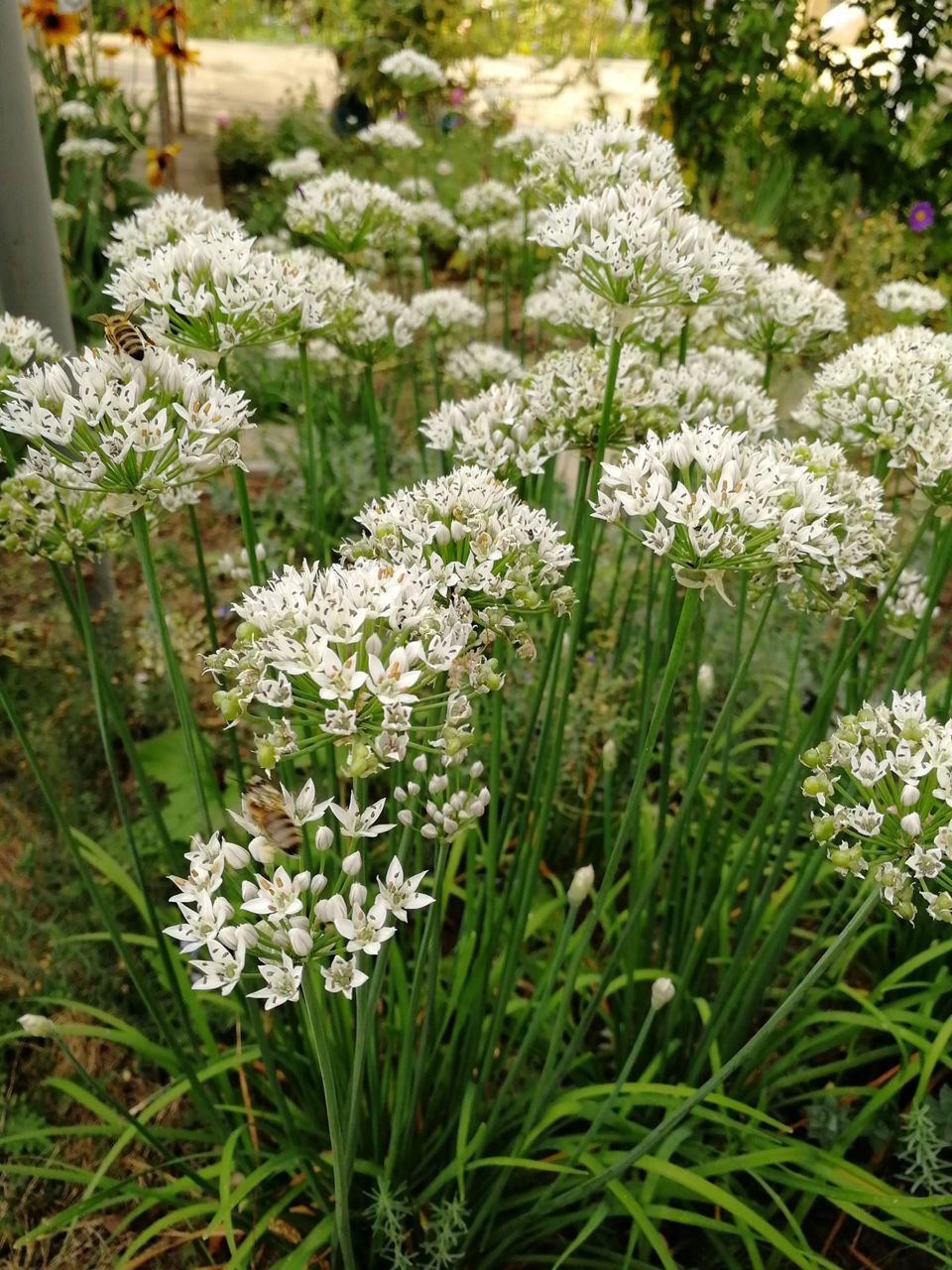 suculente de gradina si alte flori foto 7