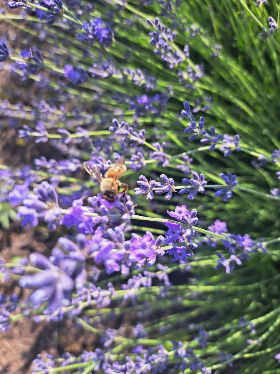 Lavanda foto 0