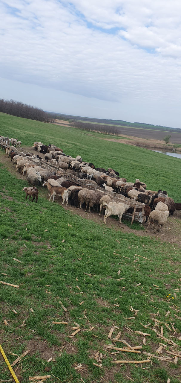 Ovine  фото 1