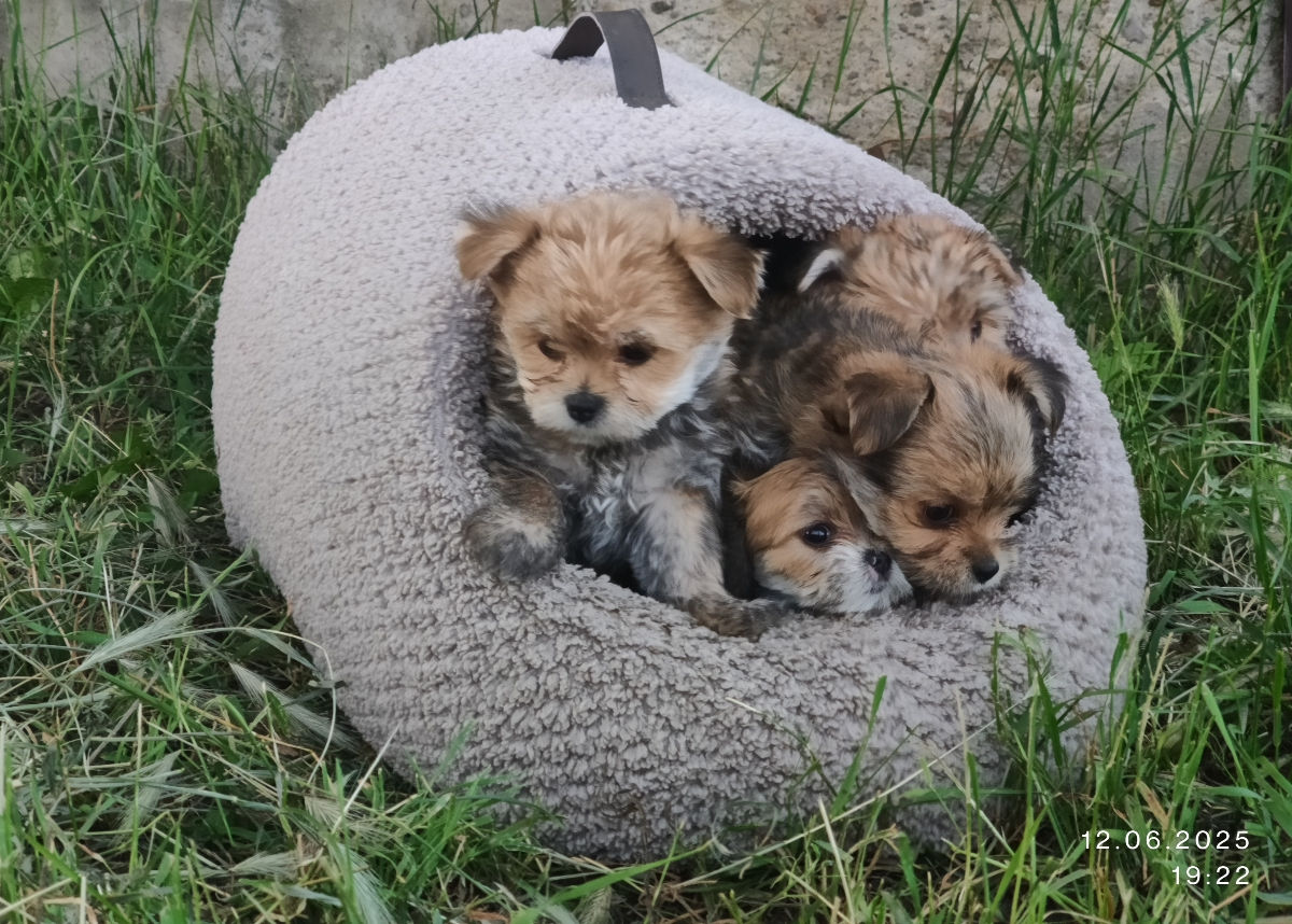 Yorkshire Terrier  foto 2