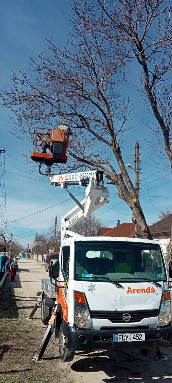 Servicii profesionale de defrișări! foto 4