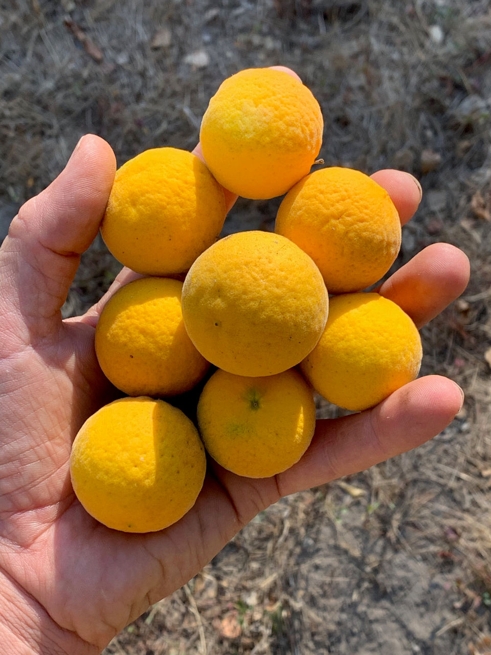Лимон морозостойкий "Lemon-Bitter" -30C фото 7