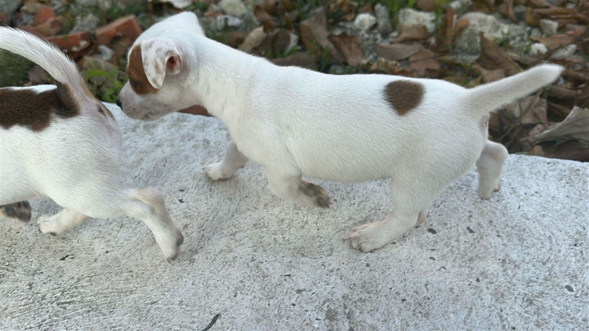 Jack Russell Terrier  foto 2