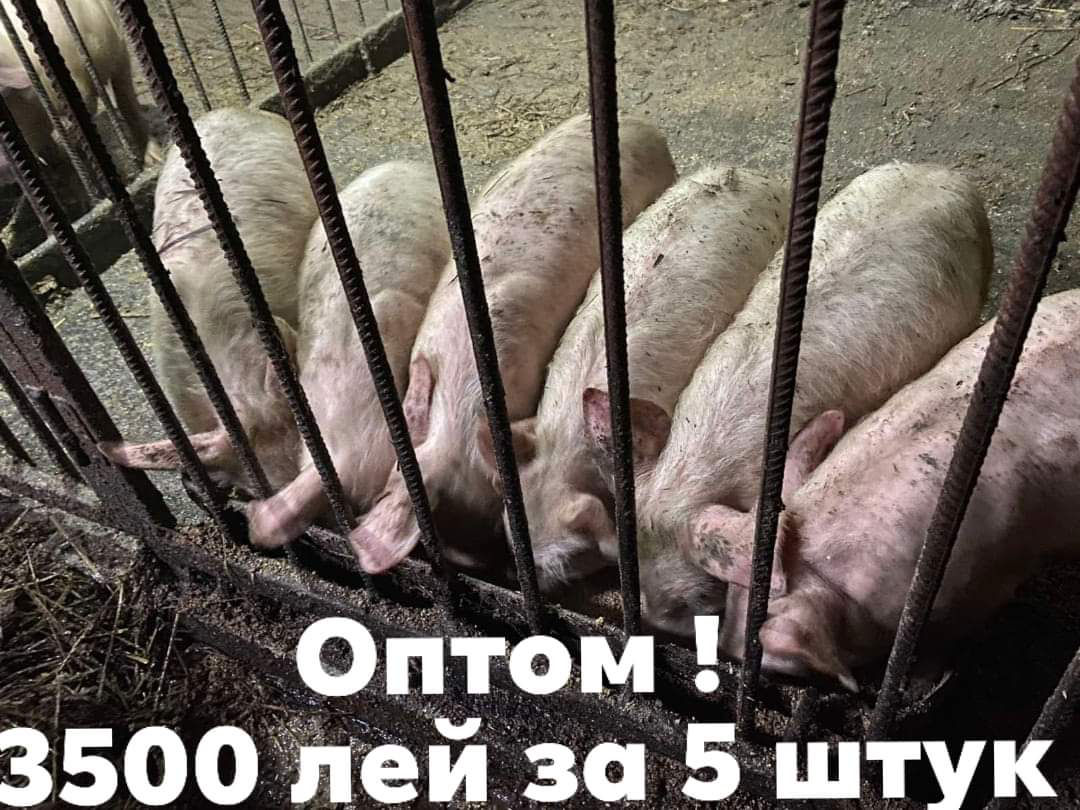 Поросята . Оптом