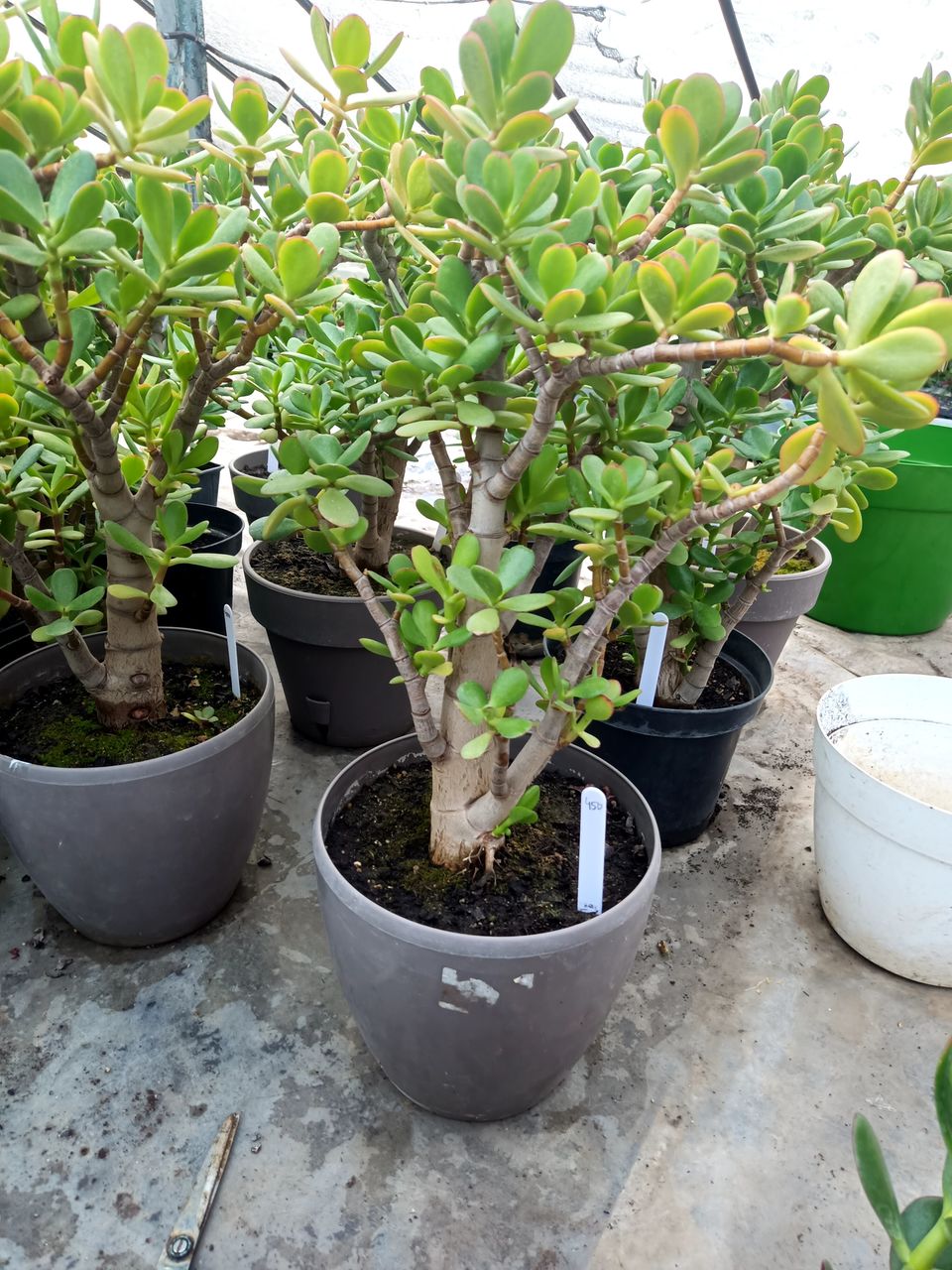 Crassula ovata (Денежное дерево) foto 6