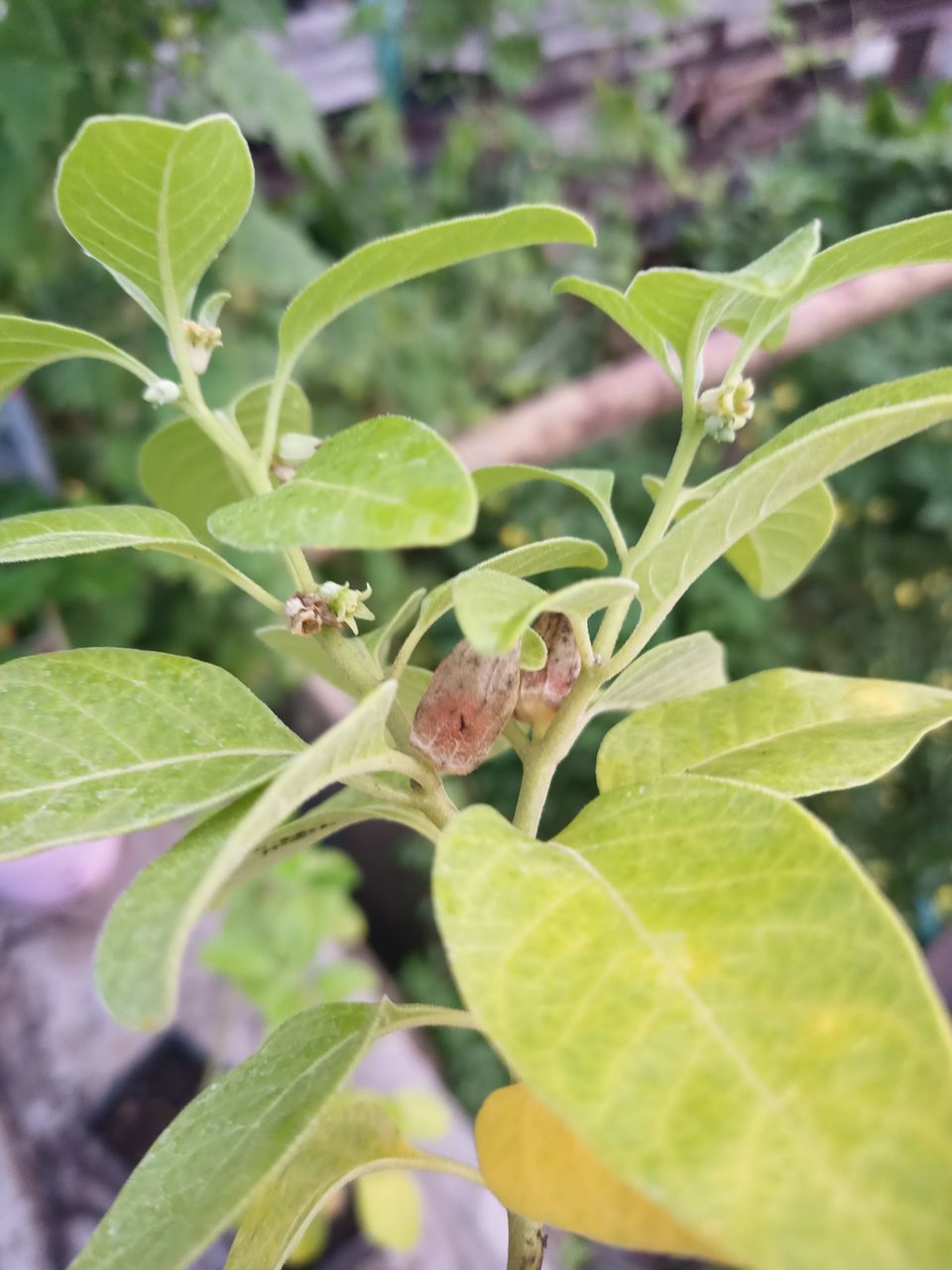 Ashwagandha sau Ginseng indian foto 2