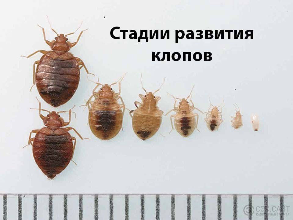 Dezinsectie scapam de insecte - ploșnițe, pureci , gândaci , în Chisinau foto 2