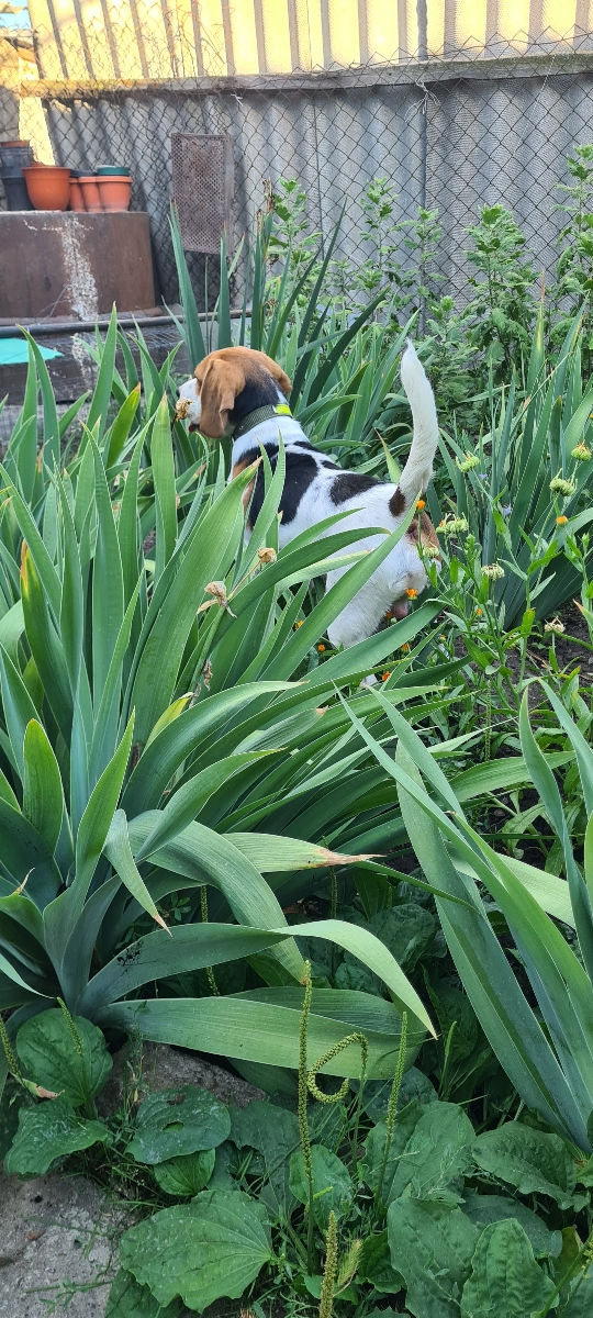 Mascul Beagle La împerechere foto 8
