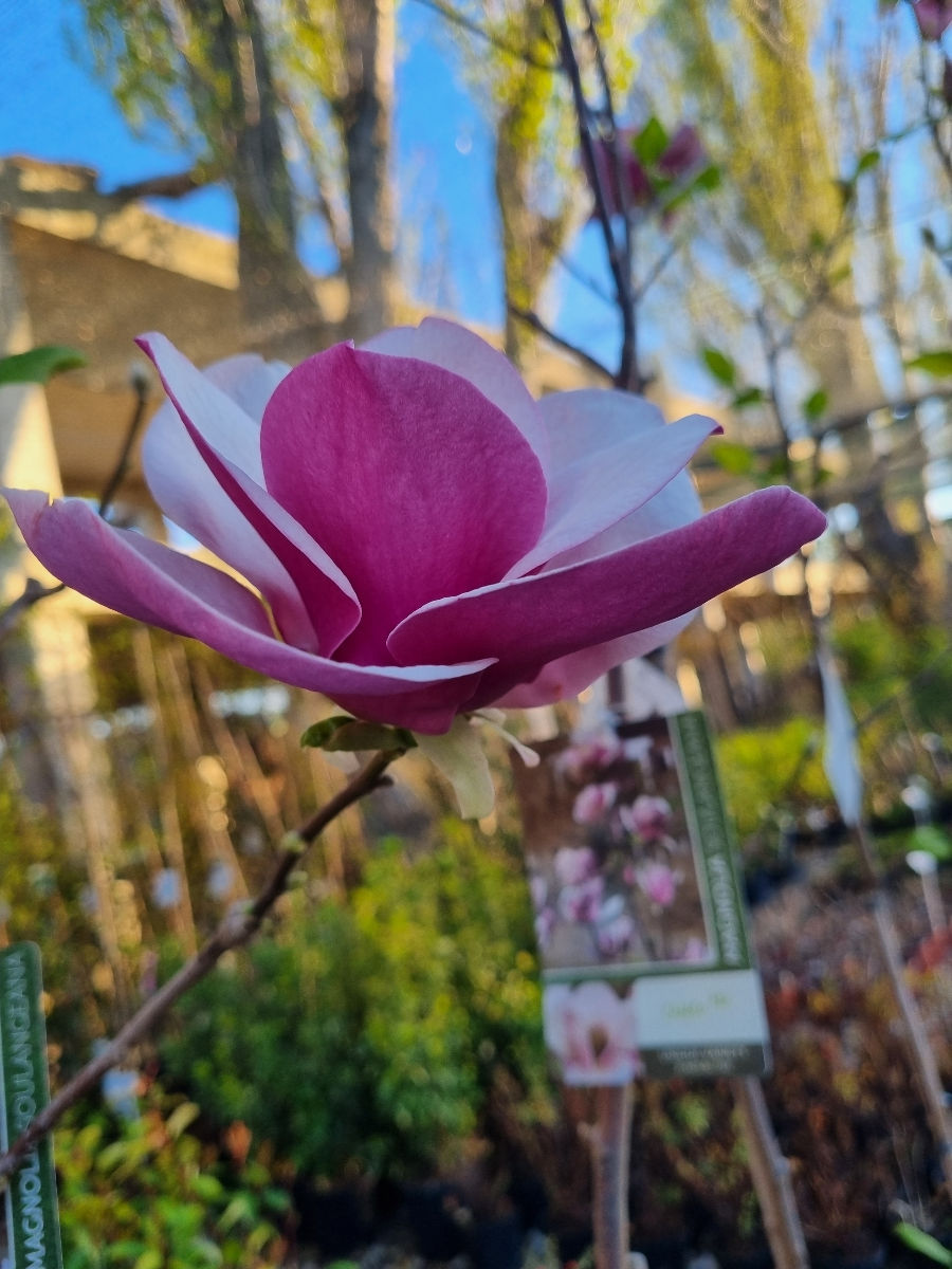 Magnolia foto 7