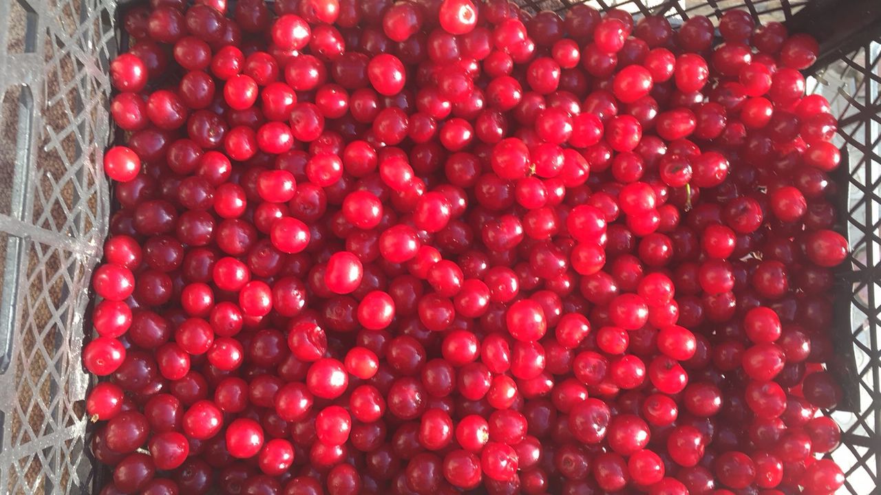 Куплю вишню