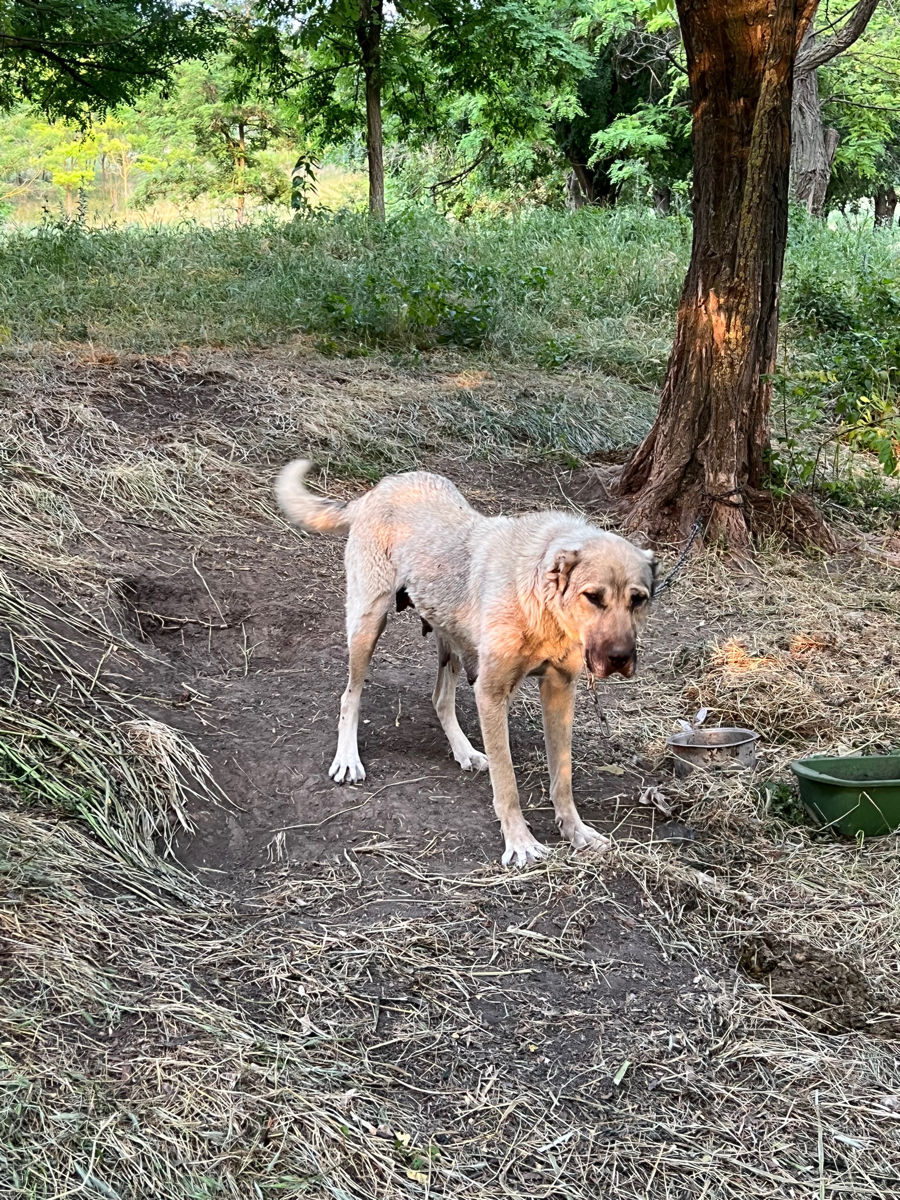 Vind Caței Rasa Kangal foto 5
