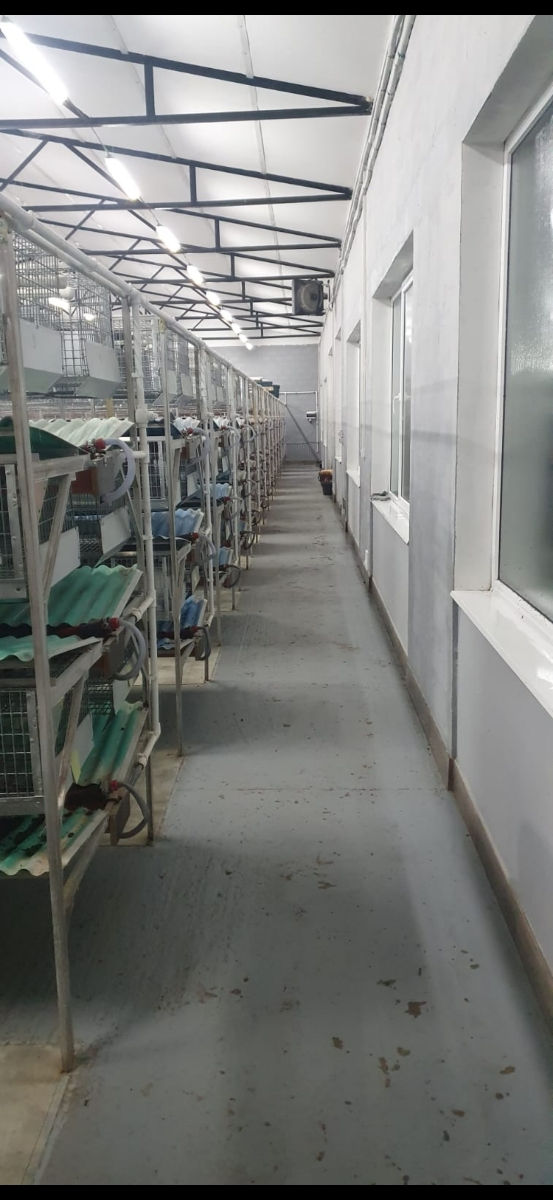 Vindem carne (carcasa) iepure pur autohton. foto 4