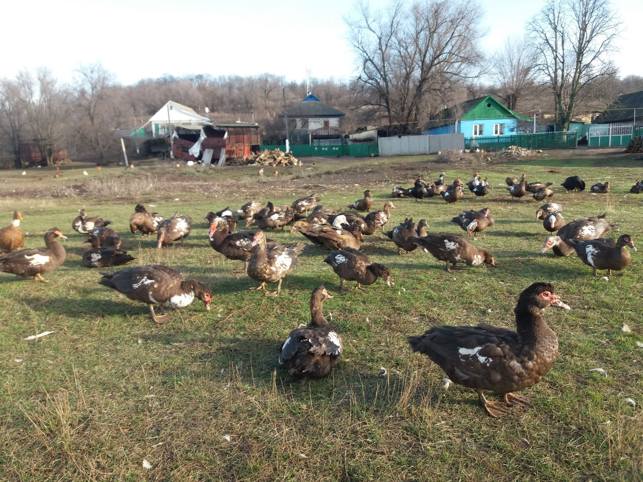 Фото тушки утки на продажу