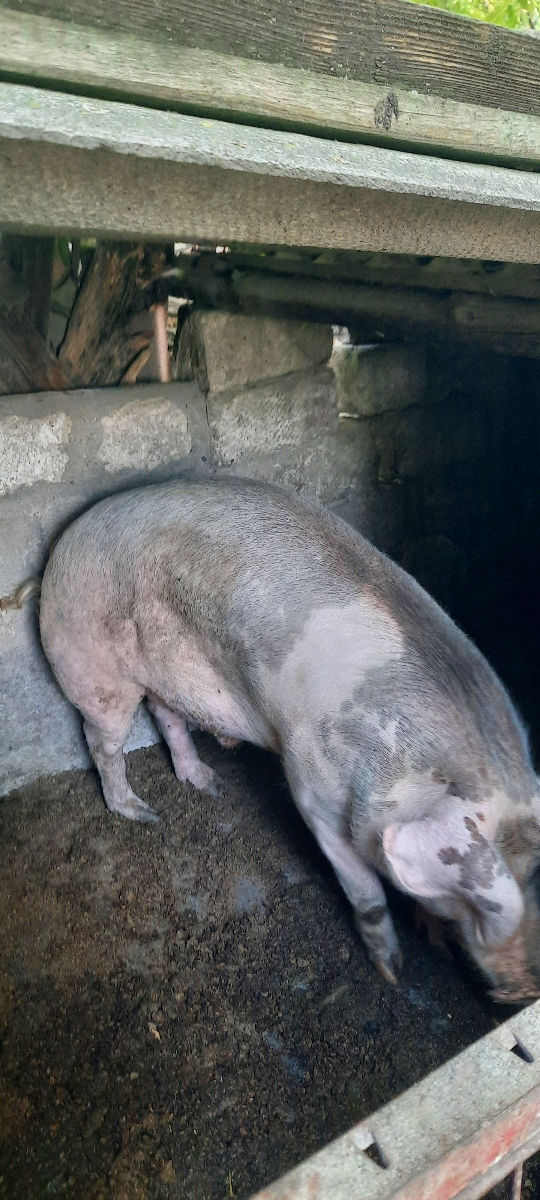 Porc 130kg 46 lei kg foto 0