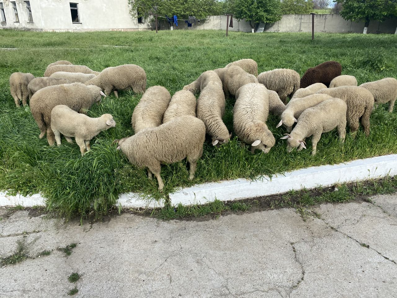 Cumpar oi berbeci cirlani si capre tapi la carne! ofer pret bun ! foto 5