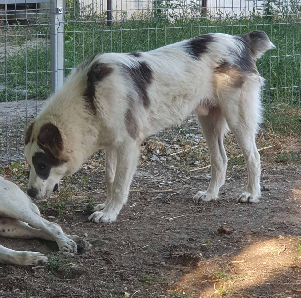 Щенки среднеазиатской овчарки САО (алабай) foto 3