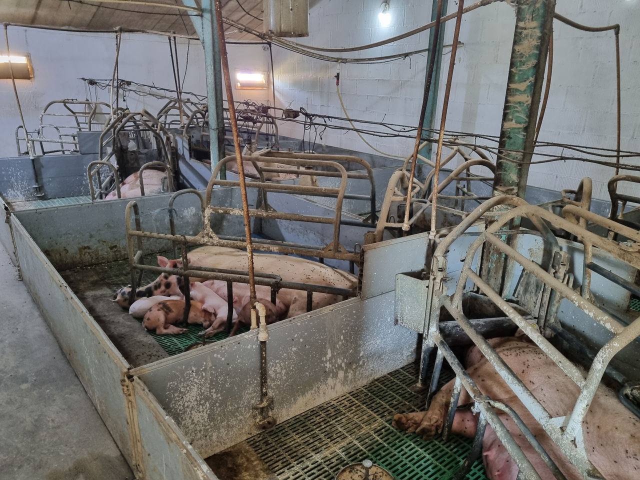 Ferma Porci activa, reproducere si incrucisare - Calarasi foto 3