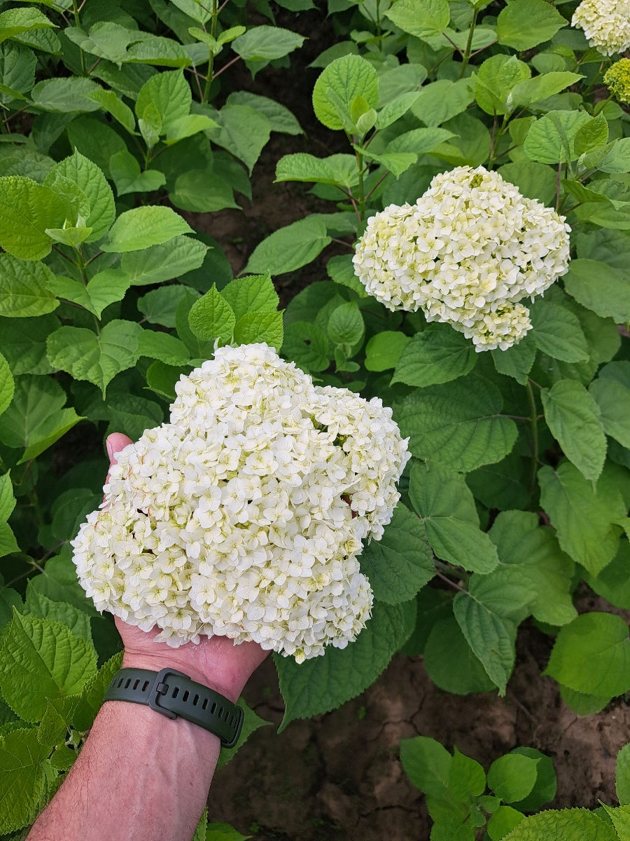 Hortensia foto 7