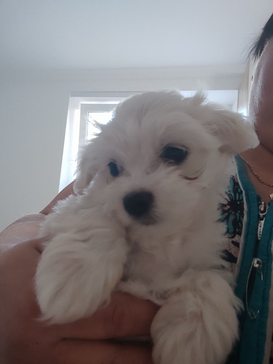Vind catelusi Bichon Malteze  foto 1