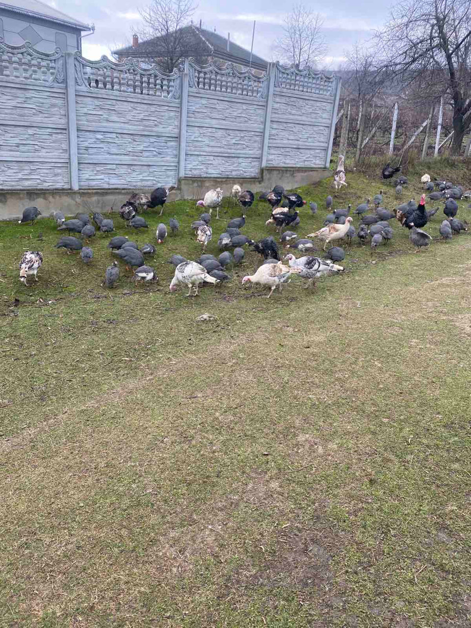 Avem în vinzare curcani curci bibilici rate mute giste hulubi epuri foto 3