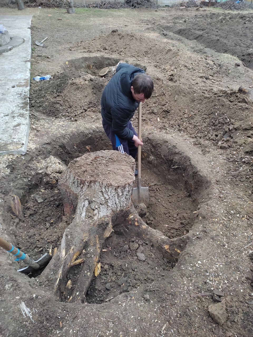 Выкорчеваем пеньки. Удаление корней  Scoatem rădăcinile foto 0