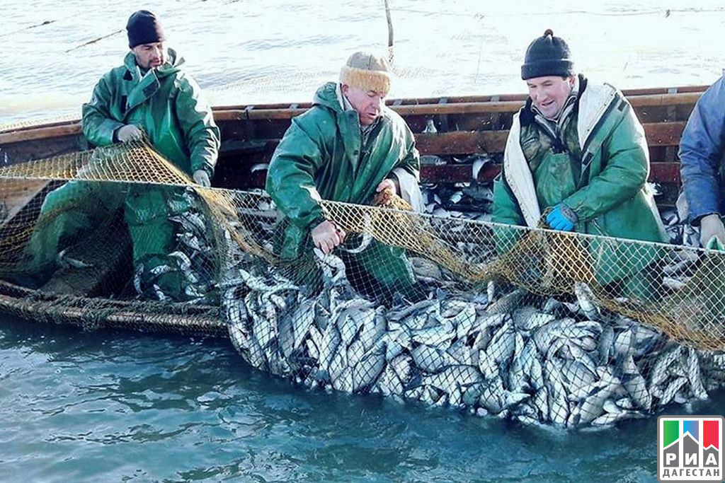 Каспийское море промысел