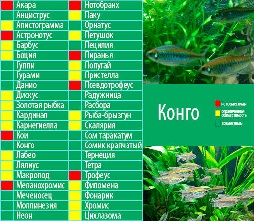 Pește de acvariu Tetra Congo (Phenacogrammus interruptus) !Livrare în or.Chișinău! foto 1