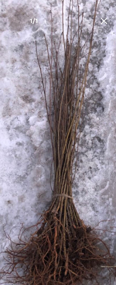 Lavanda,Material saditor de Lavanda,Tei,Mesteacan(Берёза),Stejar Rosu Canadian,Salcim,Frasin foto 4