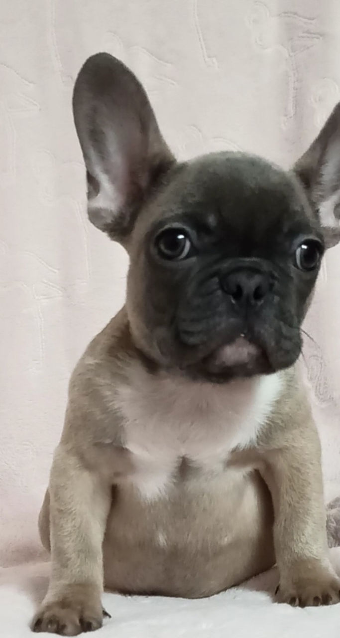 French Bulldog Щенки foto 3