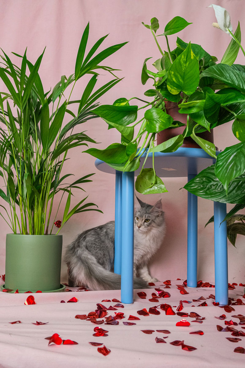 Pisoi gigant mein coon de vânzare.Продаются котята породы мейн кун foto 1