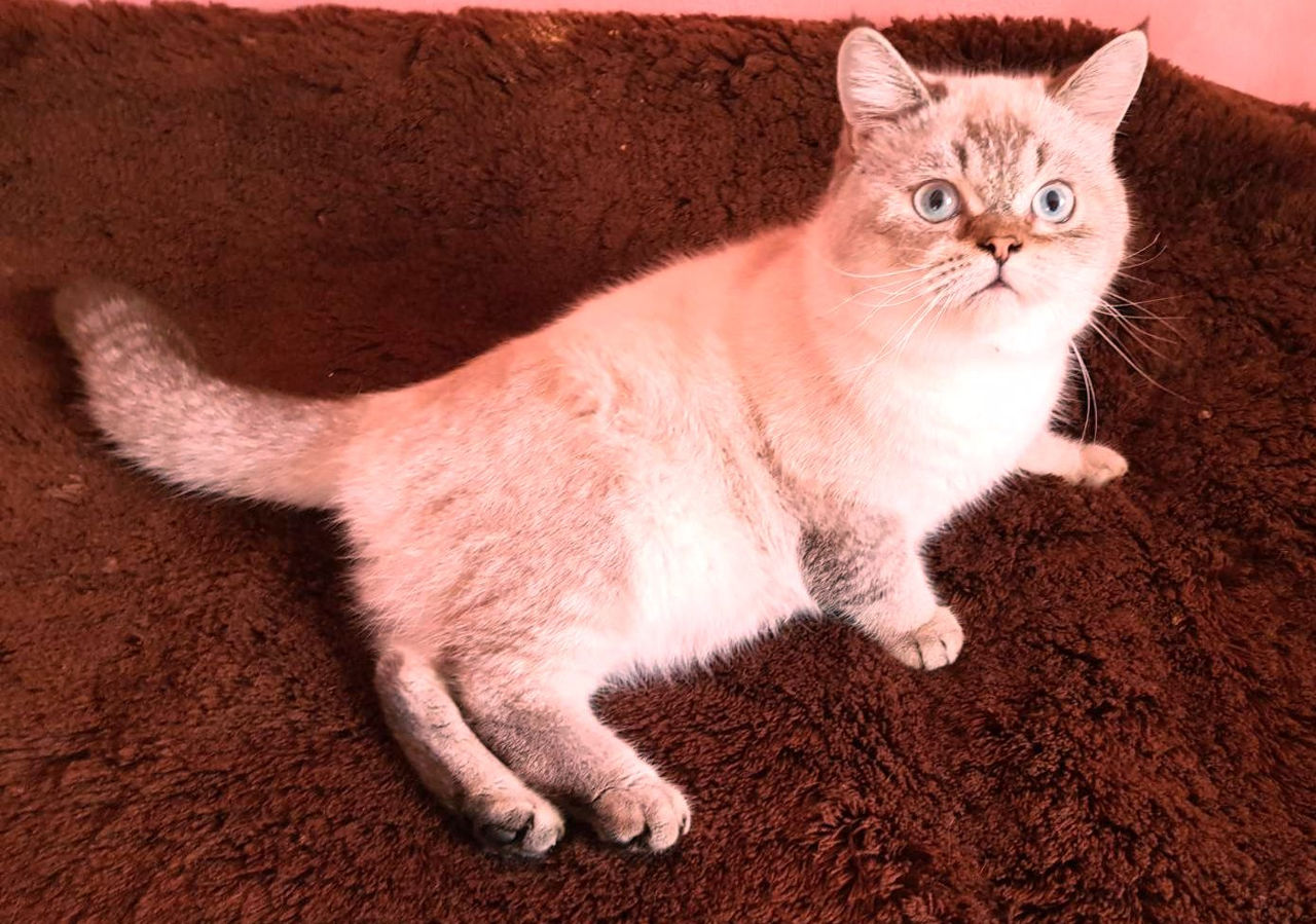 Motan Golden Chinchilla Point (Blue eyes) pt împerechere фото 4