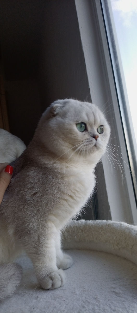 Scottish fold/straight foto 6
