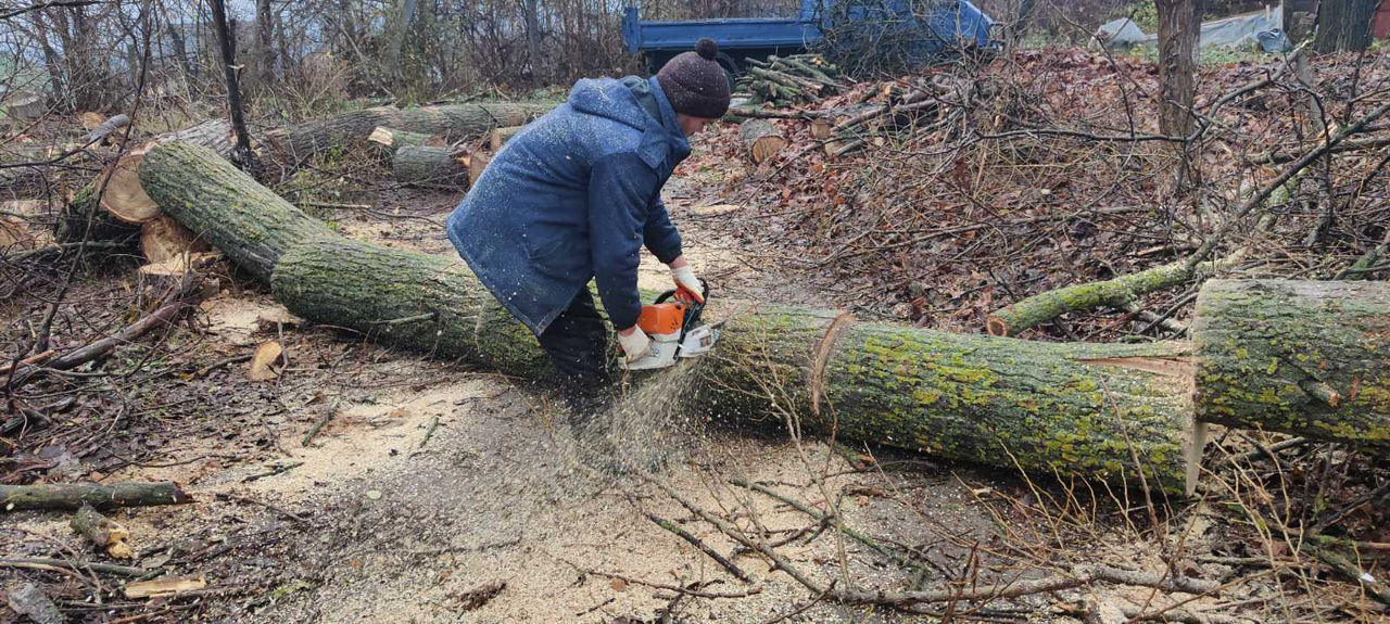 Servicii tăiere a copacilor sau crengilor problematice! foto 10