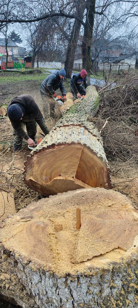 Servicii tăiere a copacilor sau crengilor problematice! foto 0