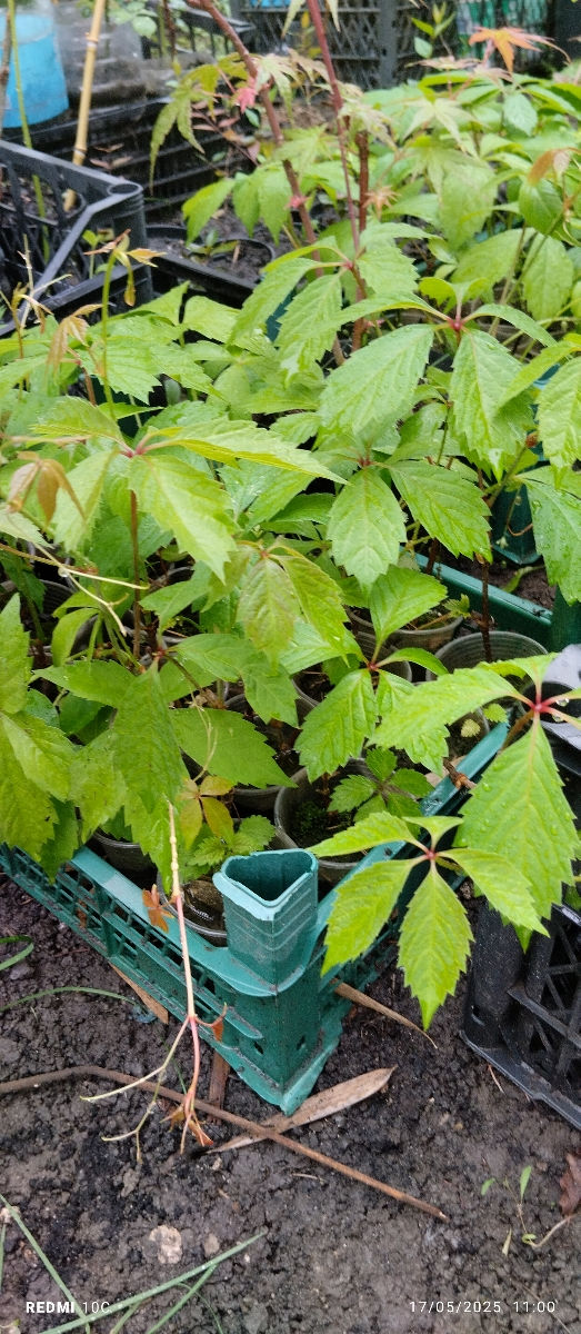 Devichii vinograd foto 2