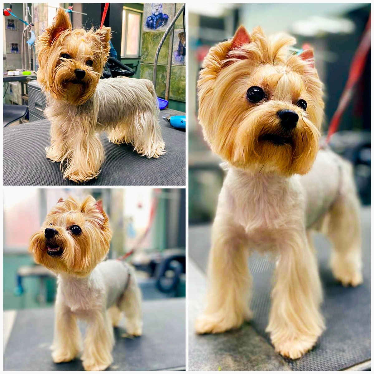 Зоосалон "Mister Dog" предлагает парикмахерские услуги для животных! 350 лей фото 0