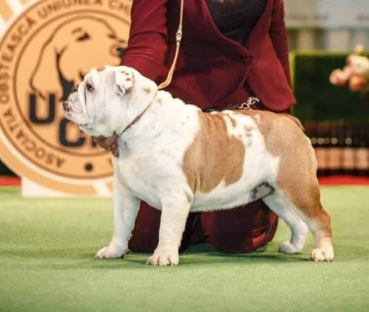 Cățeluși de Bulldog Englez foto 9