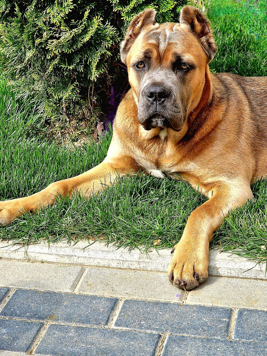 Cane corso pui FCI foto 1