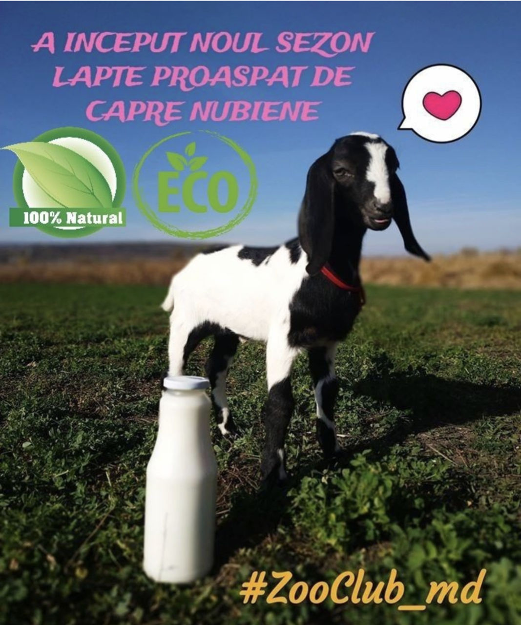 Lapte de capra (ferma de prasila) козье молоко (племенная ферма) фото 1