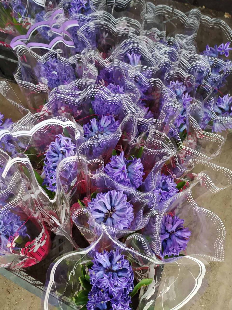 Zambile la pret angro!! + Livrare