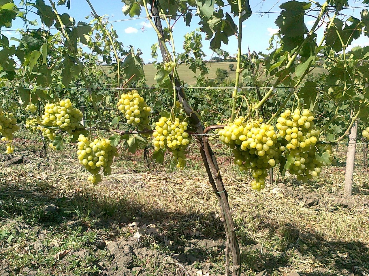 Butași de struguri de masă de elită! foto 6