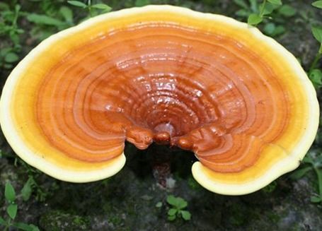 Ciuperca reishi pentru pierderea in greutate